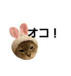 M家の猫たち（個別スタンプ：15）