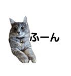 M家の猫たち（個別スタンプ：16）