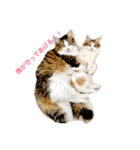 森くんGOGO（個別スタンプ：9）