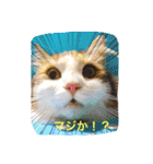 森くんGOGO（個別スタンプ：14）