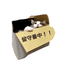 森くんGOGO（個別スタンプ：15）