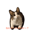森くんGOGO（個別スタンプ：19）