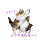 森くんGOGO（個別スタンプ：21）