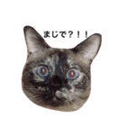 変わった我が家の猫（個別スタンプ：1）