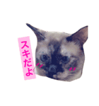 変わった我が家の猫（個別スタンプ：3）