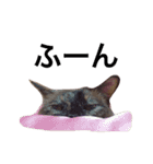 変わった我が家の猫（個別スタンプ：5）