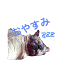 変わった我が家の猫（個別スタンプ：7）