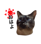 変わった我が家の猫（個別スタンプ：9）