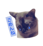 変わった我が家の猫（個別スタンプ：10）