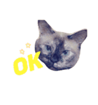 変わった我が家の猫（個別スタンプ：11）