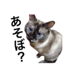 変わった我が家の猫（個別スタンプ：14）