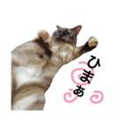 変わった我が家の猫（個別スタンプ：16）