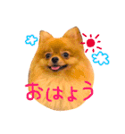 ポメラニアンもなか2（個別スタンプ：1）