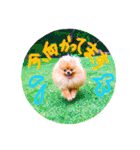 ポメラニアンもなか2（個別スタンプ：8）
