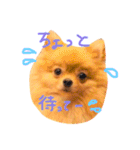 ポメラニアンもなか2（個別スタンプ：10）