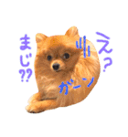 ポメラニアンもなか2（個別スタンプ：19）