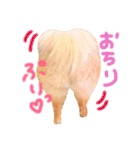 ポメラニアンもなか2（個別スタンプ：36）