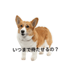 コーギーのココアのスタンプ（個別スタンプ：4）