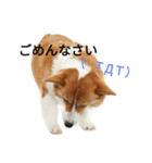 コーギーのココアのスタンプ（個別スタンプ：5）