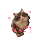 日常会話のりりちゃん（個別スタンプ：1）