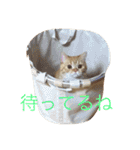 茶トラねこのちゃあ（個別スタンプ：1）