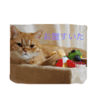 茶トラねこのちゃあ（個別スタンプ：4）
