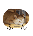 茶トラねこのちゃあ（個別スタンプ：5）
