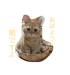 茶トラねこのちゃあ（個別スタンプ：6）