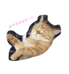 茶トラねこのちゃあ（個別スタンプ：7）
