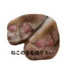 茶トラねこのちゃあ（個別スタンプ：8）