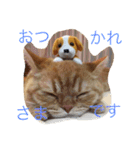 茶トラねこのちゃあ（個別スタンプ：9）