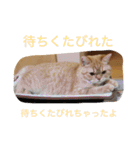 茶トラねこのちゃあ（個別スタンプ：10）