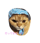 茶トラねこのちゃあ（個別スタンプ：11）