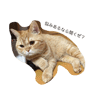 茶トラねこのちゃあ（個別スタンプ：12）