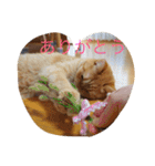 茶トラねこのちゃあ（個別スタンプ：13）