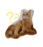 茶トラねこのちゃあ（個別スタンプ：14）