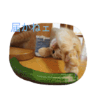 茶トラねこのちゃあ（個別スタンプ：15）