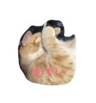 茶トラねこのちゃあ（個別スタンプ：16）