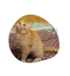 茶トラねこのちゃあ（個別スタンプ：18）