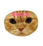茶トラねこのちゃあ（個別スタンプ：19）