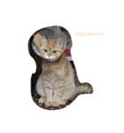 茶トラねこのちゃあ（個別スタンプ：20）