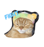 茶トラねこのちゃあ（個別スタンプ：21）