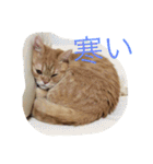 茶トラねこのちゃあ（個別スタンプ：22）