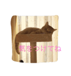 茶トラねこのちゃあ（個別スタンプ：23）