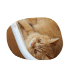茶トラねこのちゃあ（個別スタンプ：26）