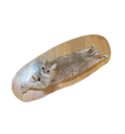 茶トラねこのちゃあ（個別スタンプ：27）