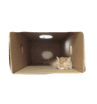 茶トラねこのちゃあ（個別スタンプ：29）