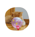 茶トラねこのちゃあ（個別スタンプ：30）