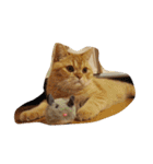 茶トラねこのちゃあ（個別スタンプ：32）