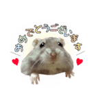 ハムスターのぽぽちゃん2（個別スタンプ：1）